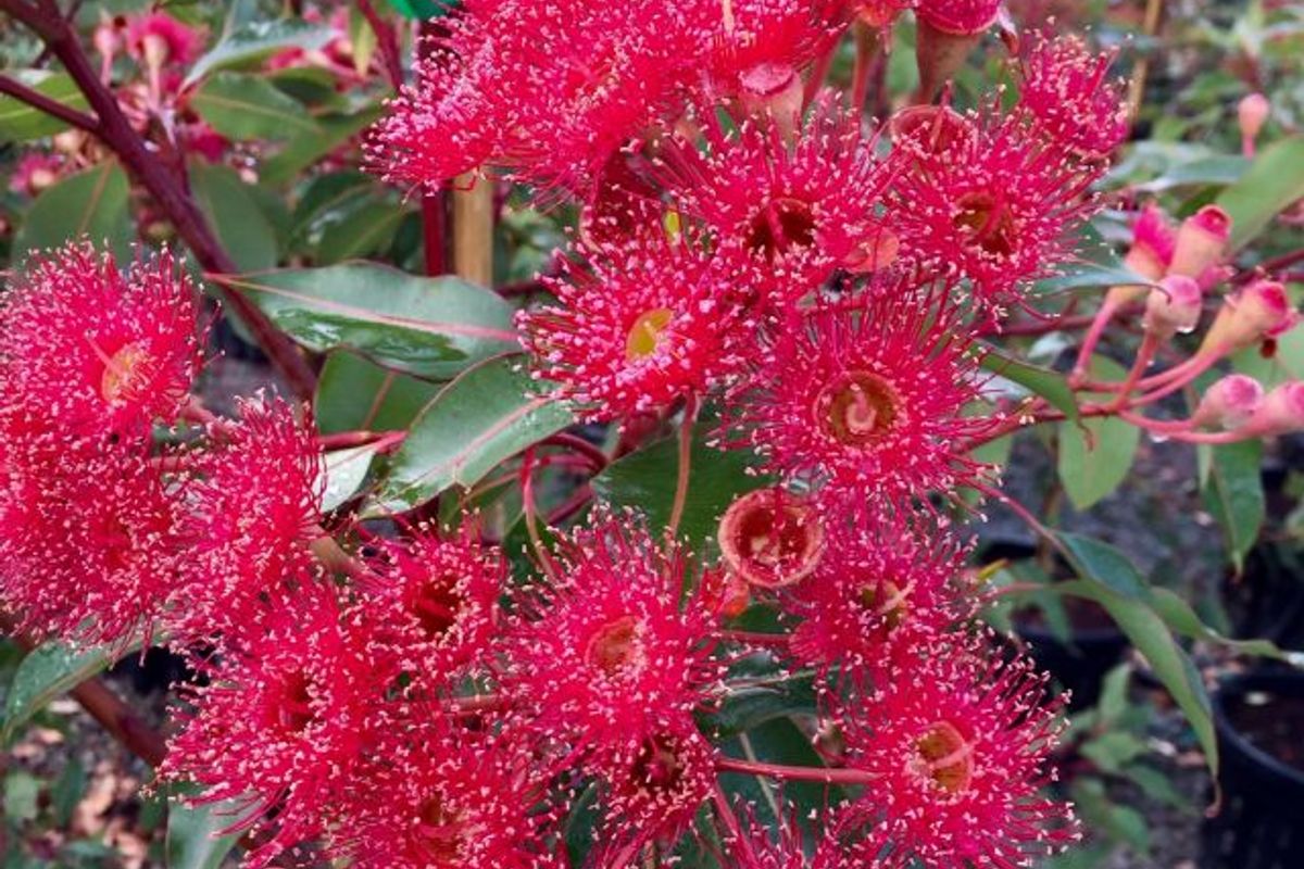 Corymbia Ficifolia 'Wildfire' - GRAFTED RED FLOWERING GUM featured image