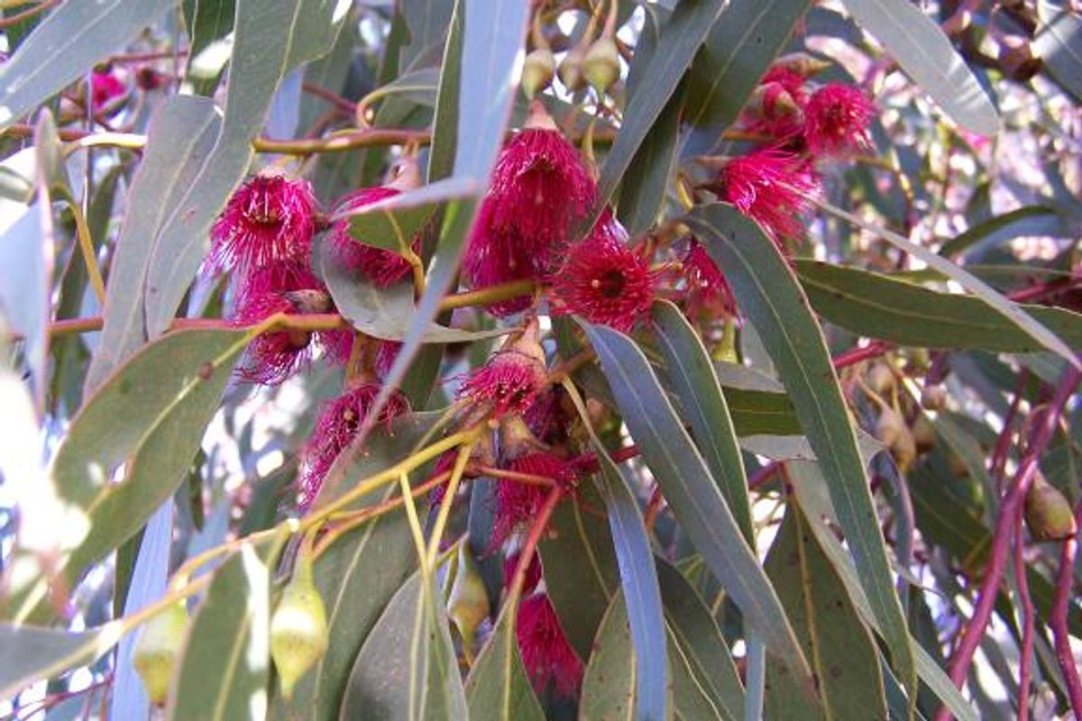 Eucalyptus Leucoxylon 'Rosea' - RED FLOWERING YELLOW GUM featured image
