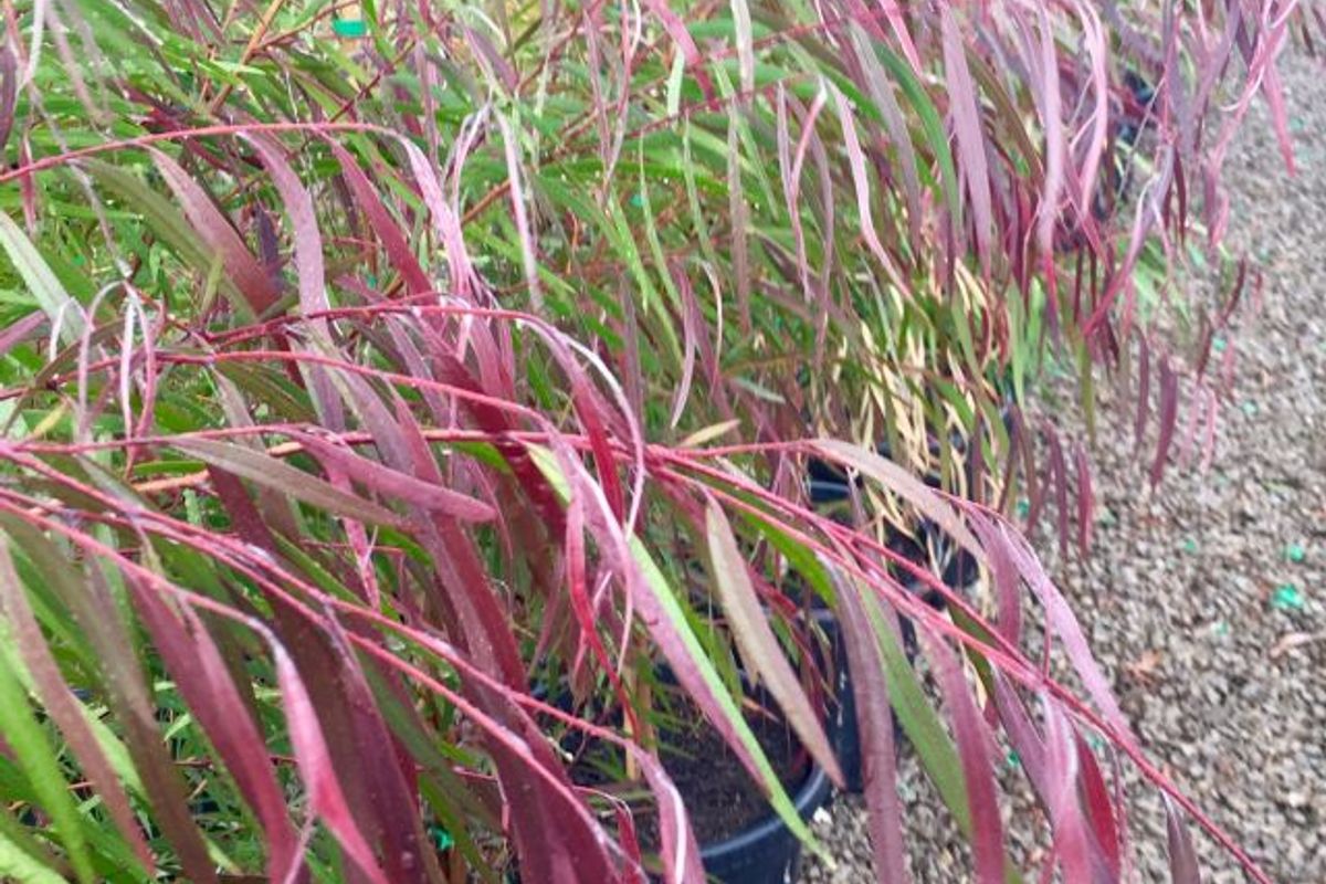 Agonis Flexuosa 'Burgundy' - BURGUNDY WILLOW MYRTLE featured image