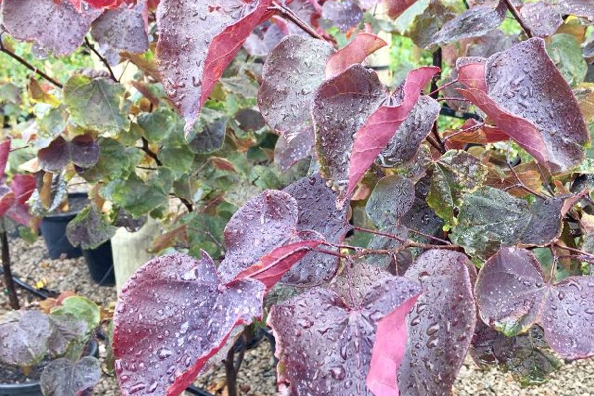 Cercis Canadensis 'Forest Pansy' featured image