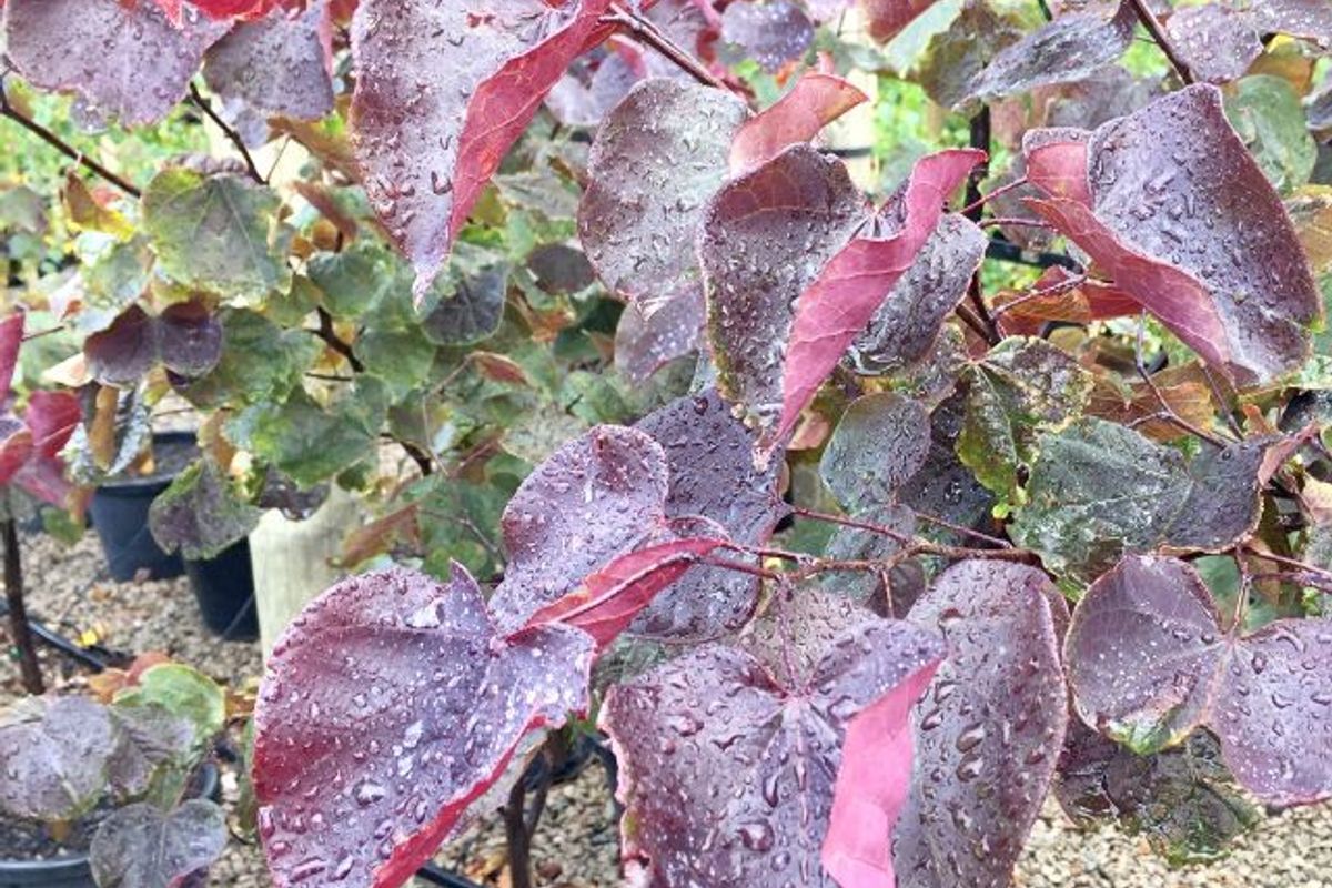 Cercis Canadensis 'Forest Pansy' featured image