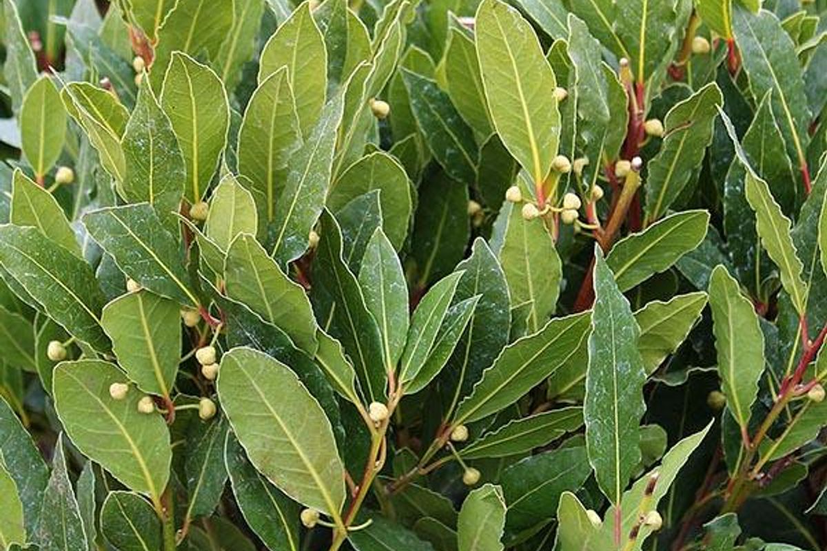 Laurus Nobilis - BAY TREE featured image