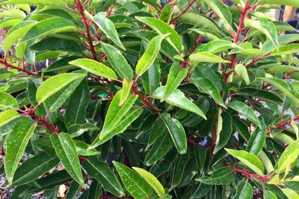 Prunus Lusitanica - PORTUGESE LAUREL featured image